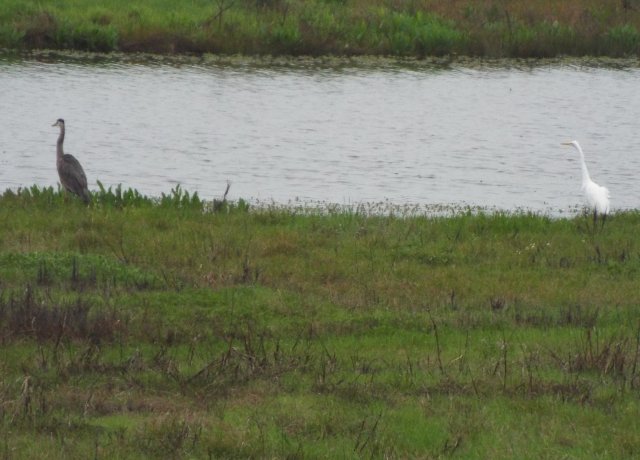Heron & Egret 2.jpg