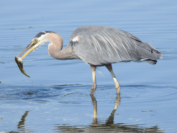 Heron  fish.jpg