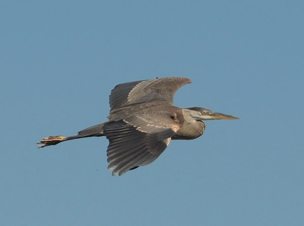 Heron flying.JPG