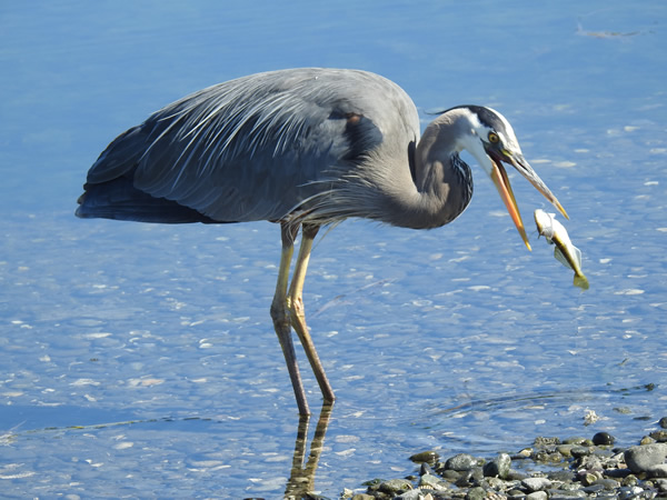 heron fsh.jpg