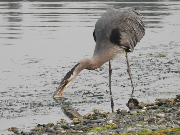 heron.jpg