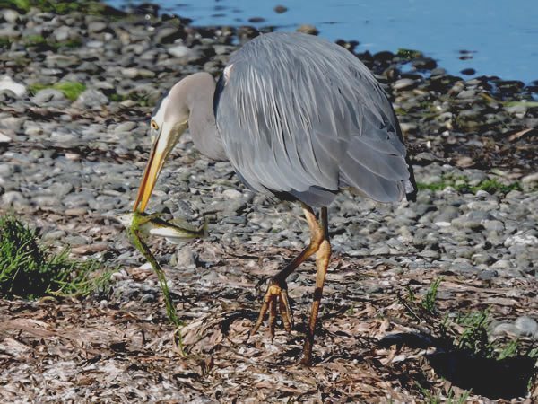 heron.jpg