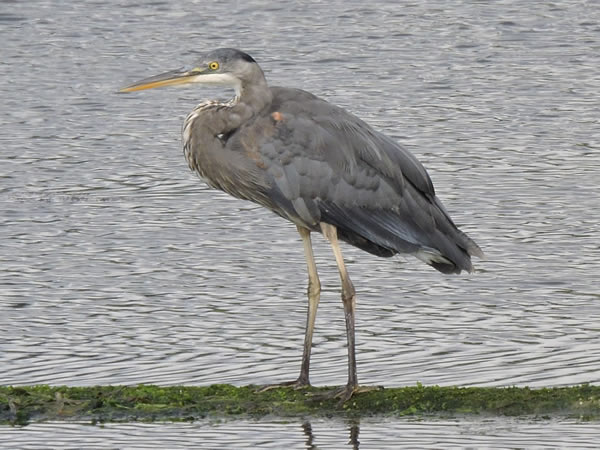 heron, moss log.jpg