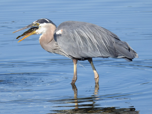 Heron one 25july (9).JPG