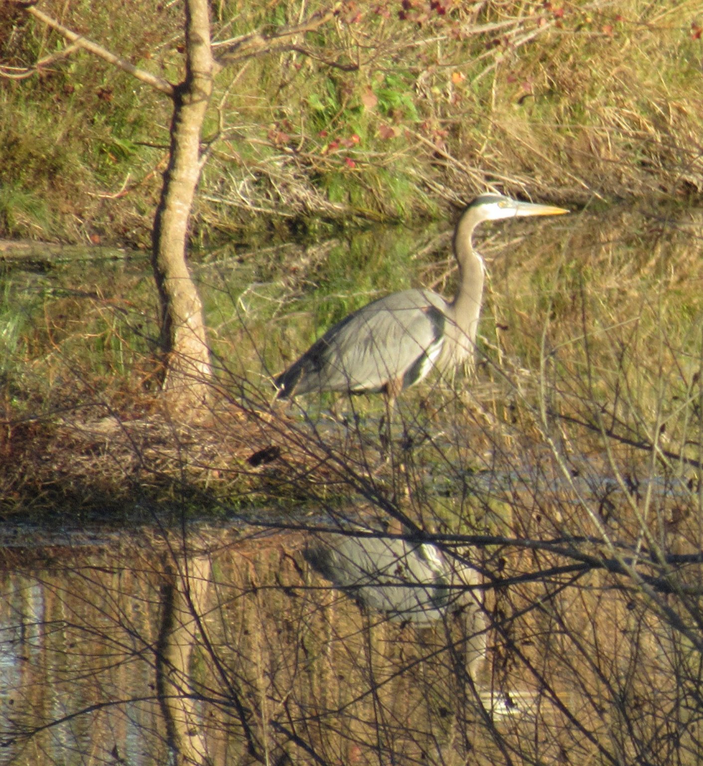 Heron with reflection.jpg