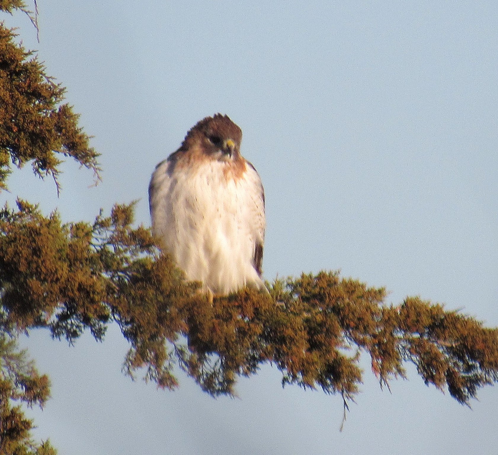 Holiday Hawk b.jpg