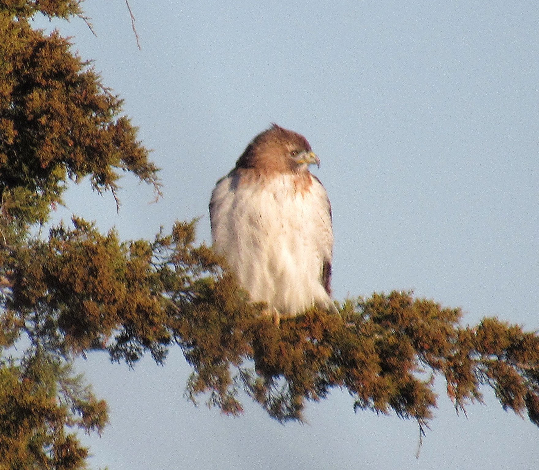 Holiday Hawk c.jpg