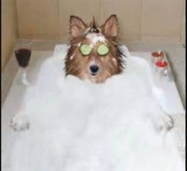 hond in bad_IMG-20181022-WA0000.jpg