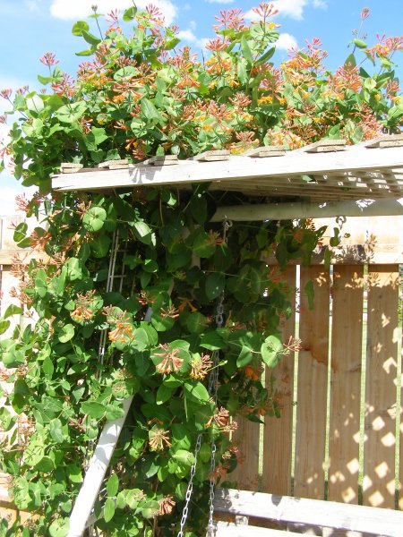 honeysuckle vine.JPG