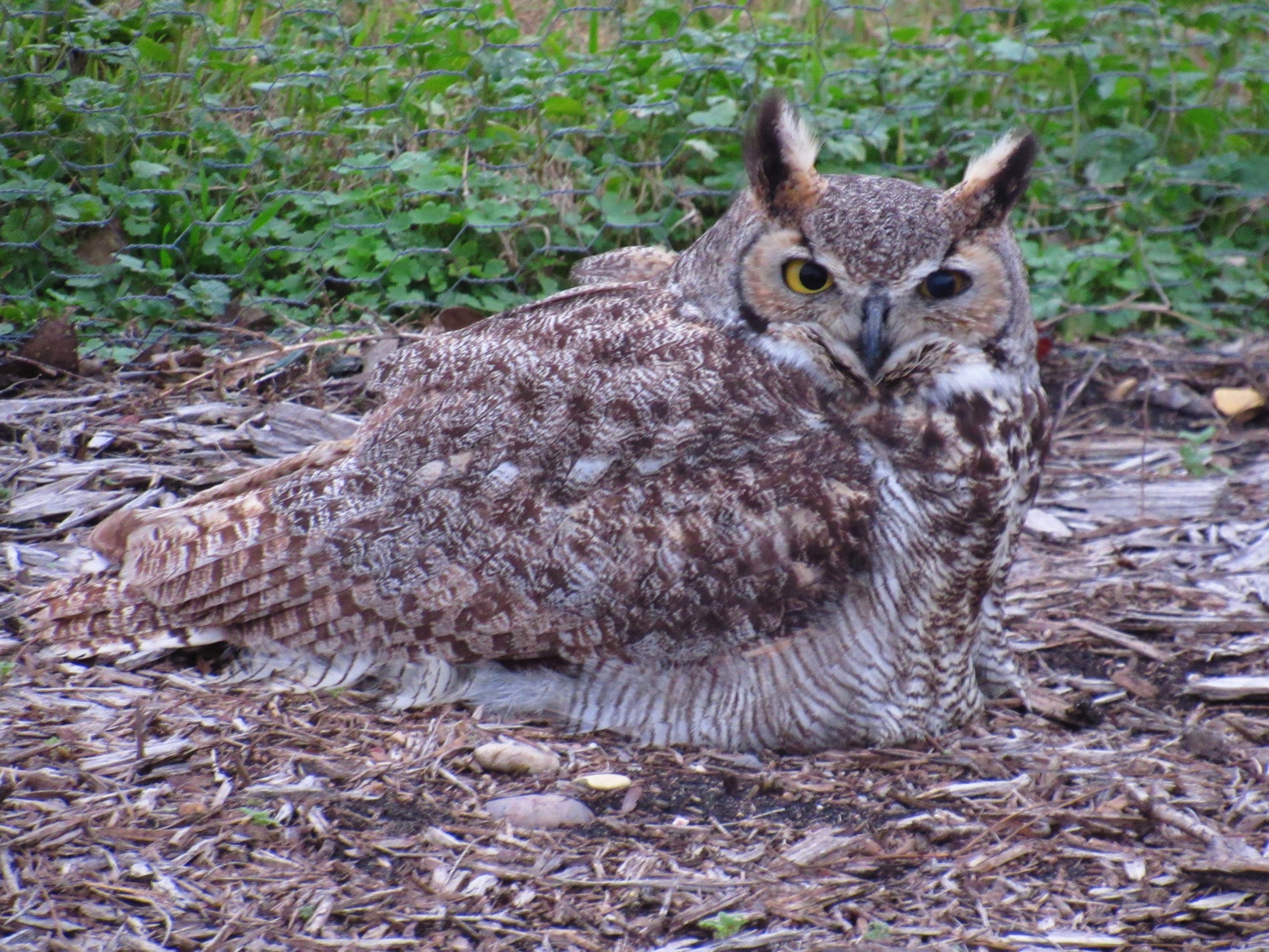 Horned Owl 2.jpg