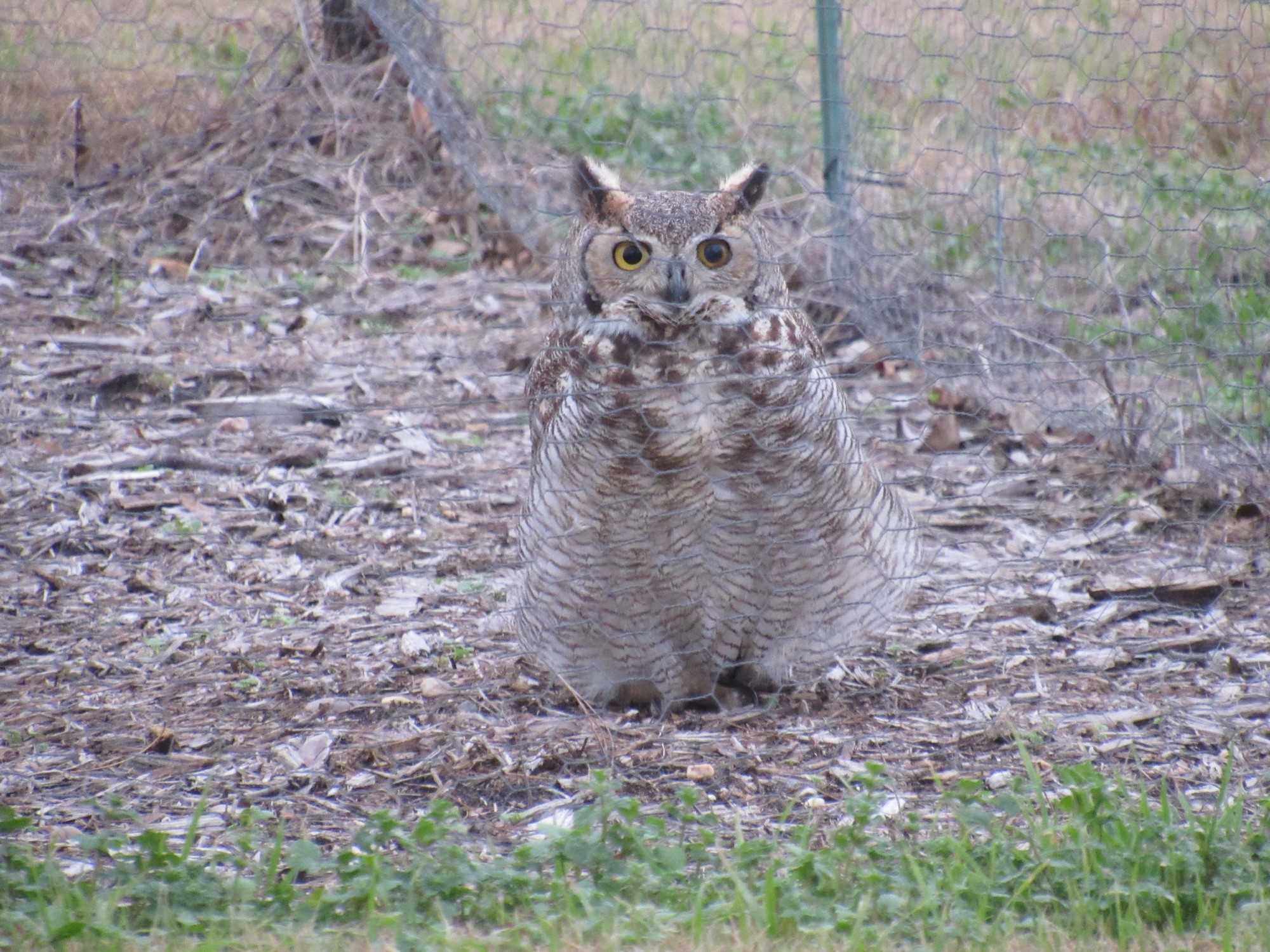 Horned Owl.jpg