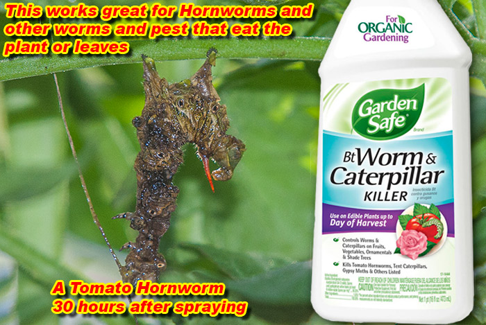 HornwormKiller1.jpg