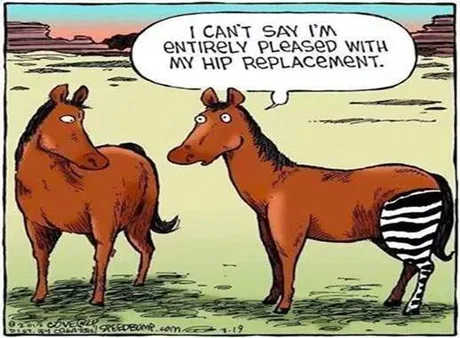 horse zebra mix.png