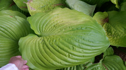 hosta.jpg