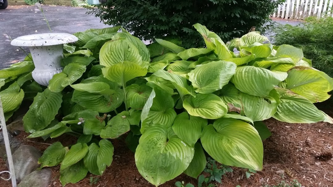 hosta1.jpg