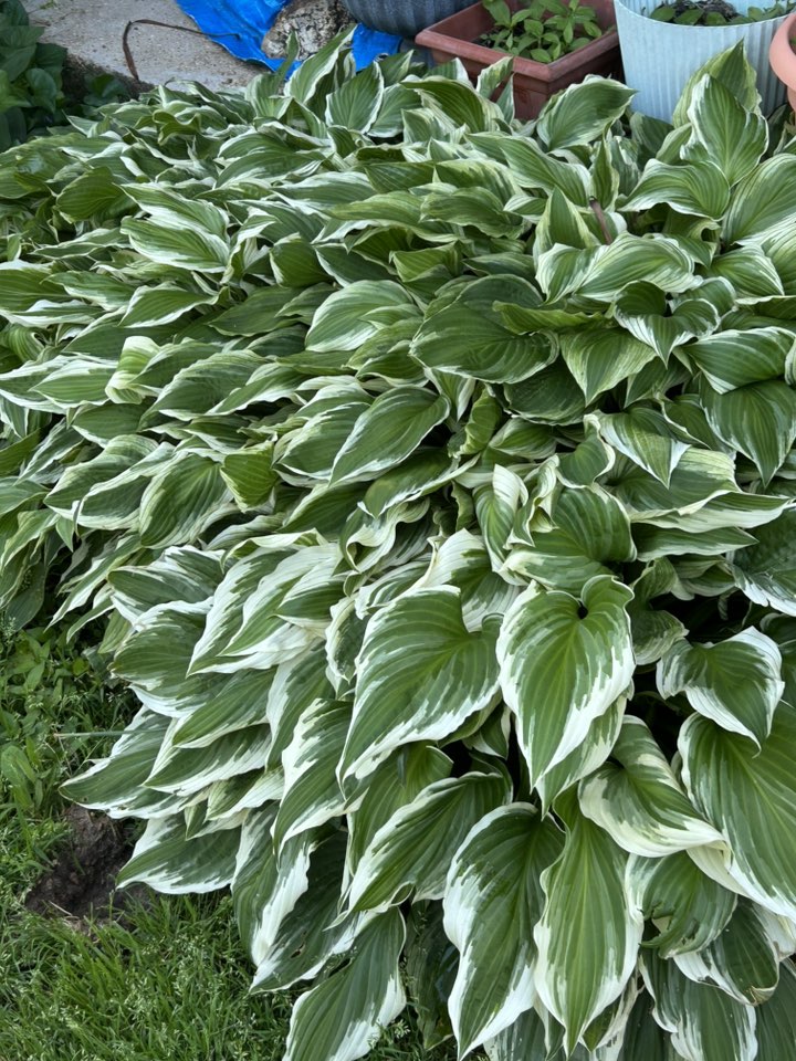 hostas 1.jpg