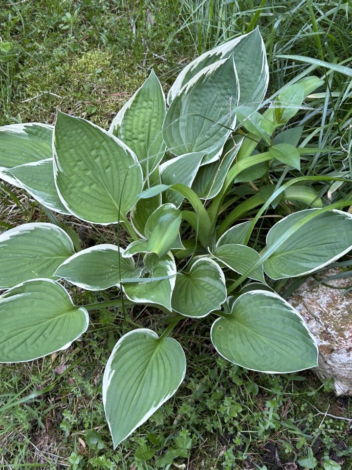 hostas 3.jpg