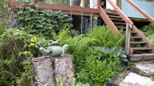 hostas, ostrich ferns and hops.JPG