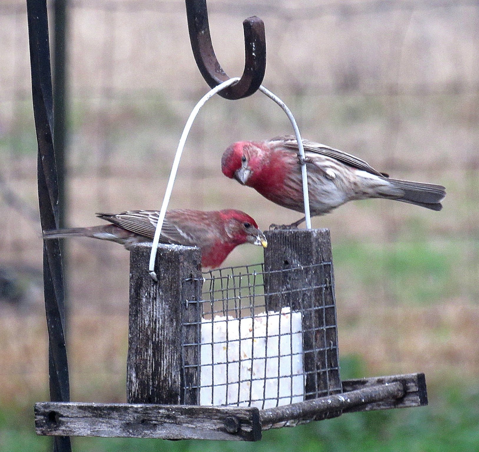 House Finch b.jpg