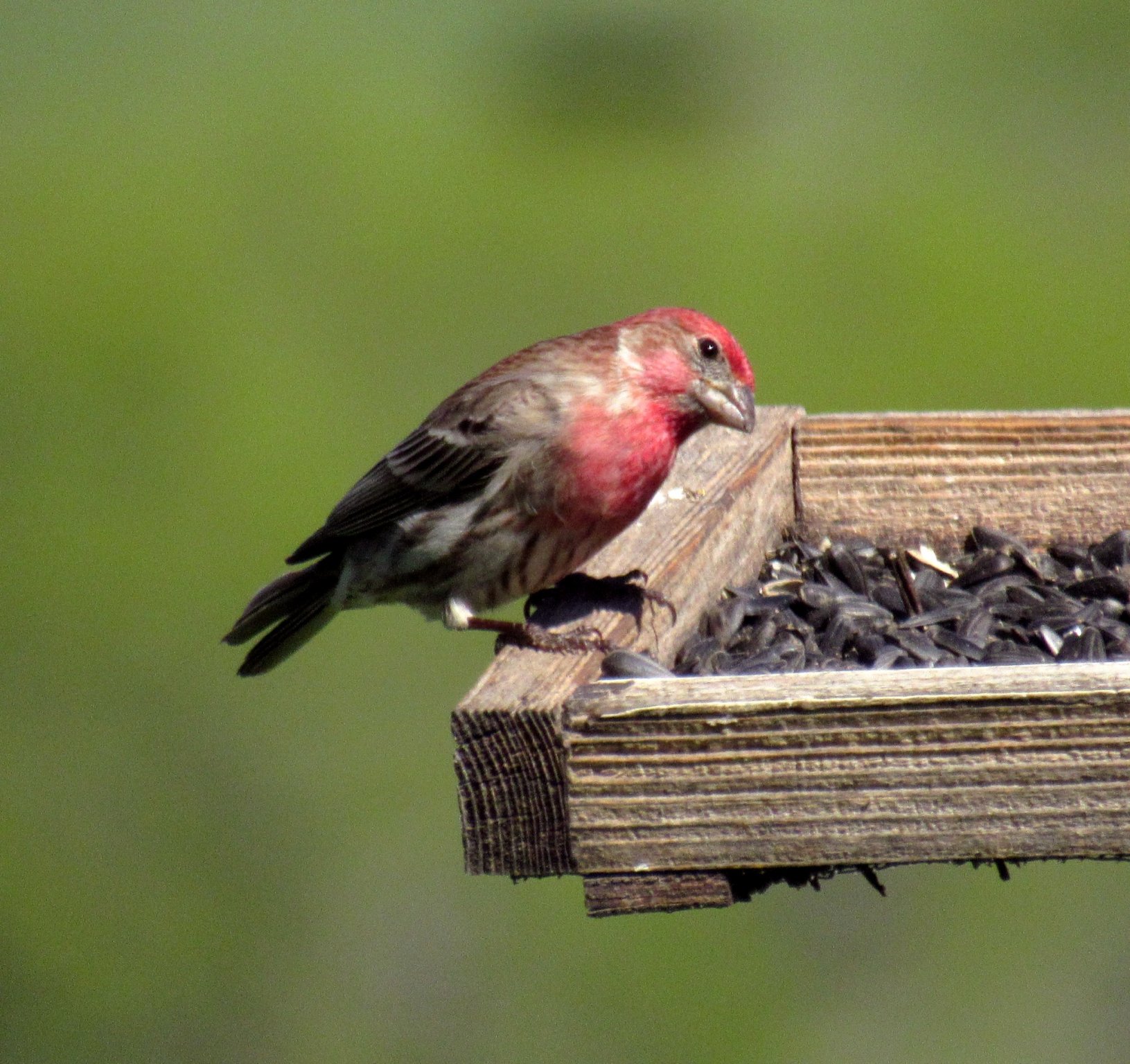 House Finch b.jpg
