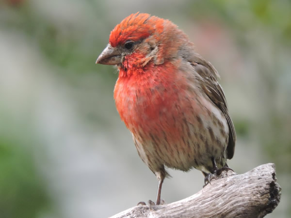 house finch colours (1).jpg