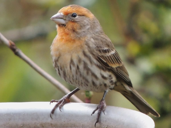 house finch colours (3).jpg