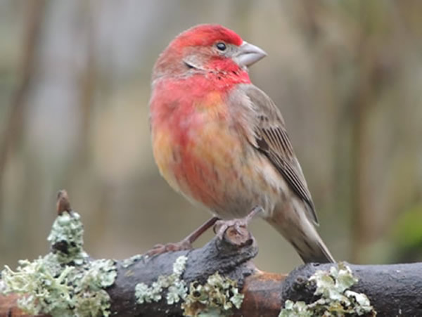 house finch colours (4).jpg