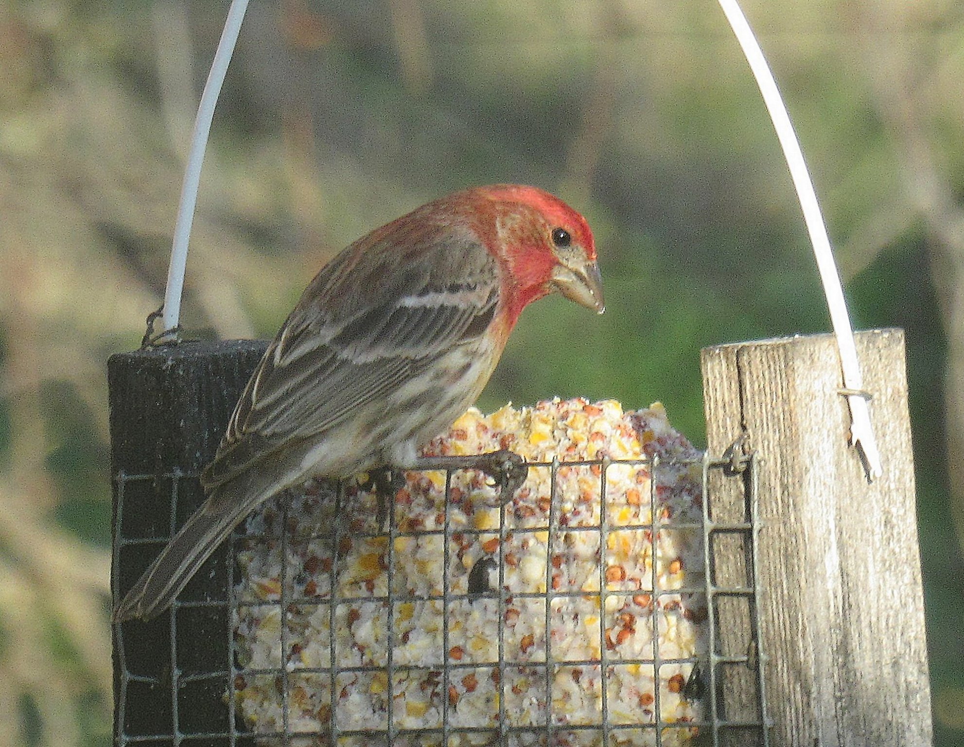 House Finch.jpg