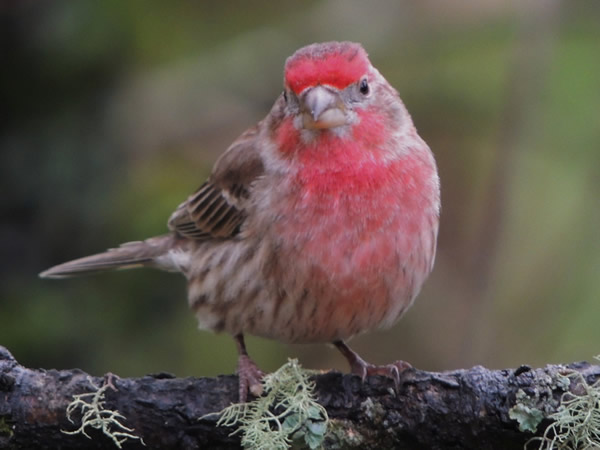 house finch mar01 (7).JPG