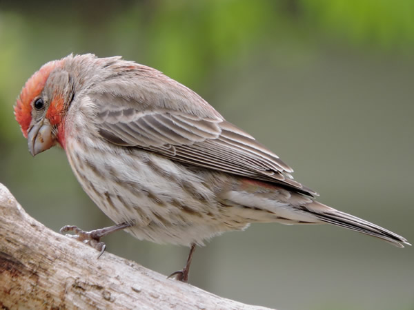 house finch,  mar4 (1).JPG
