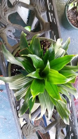 Houseplant 2.jpg
