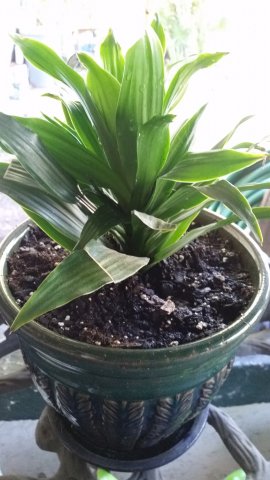 Houseplant 3.jpg