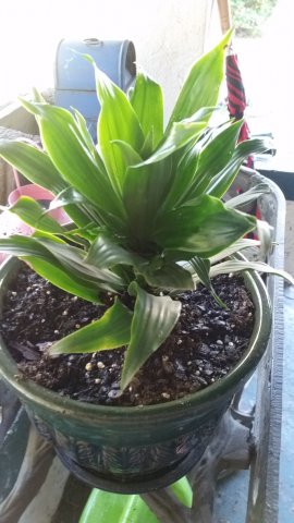 Houseplant.jpg