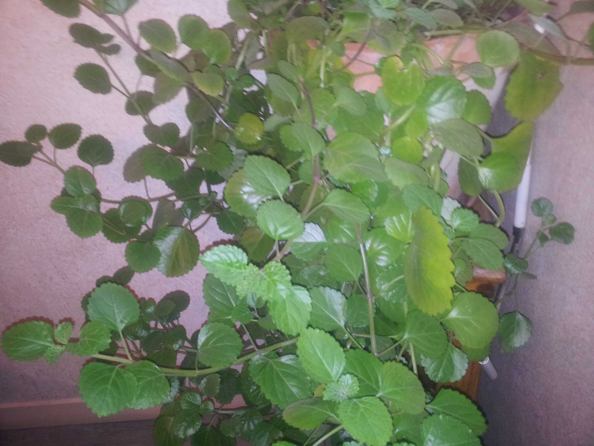 houseplant.jpg