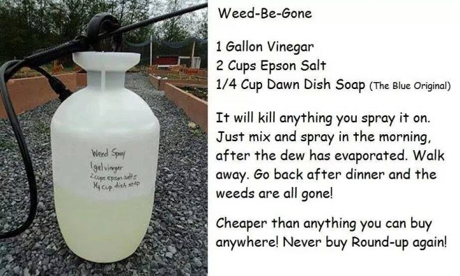 How-To-Make-DIY-Weed-Killer-660x397.jpg