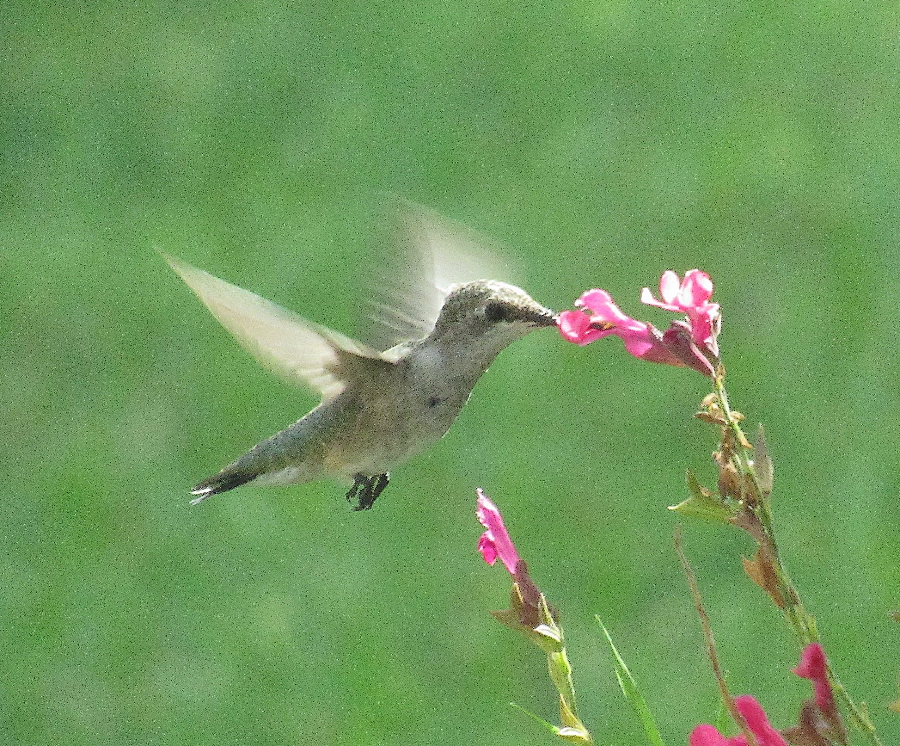 Hummer 4.jpg