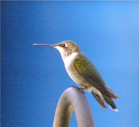 Hummer 6.jpg
