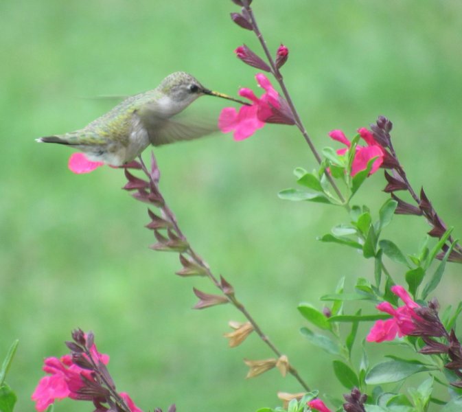 hummer at salvia gregii.jpg