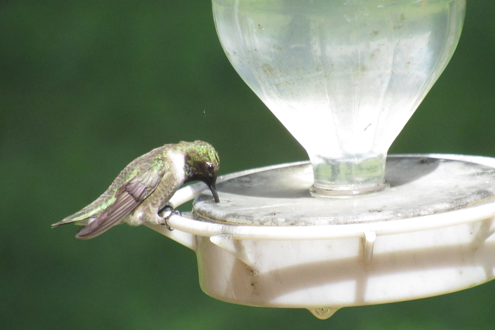 Hummer Black-chinned 1.jpg