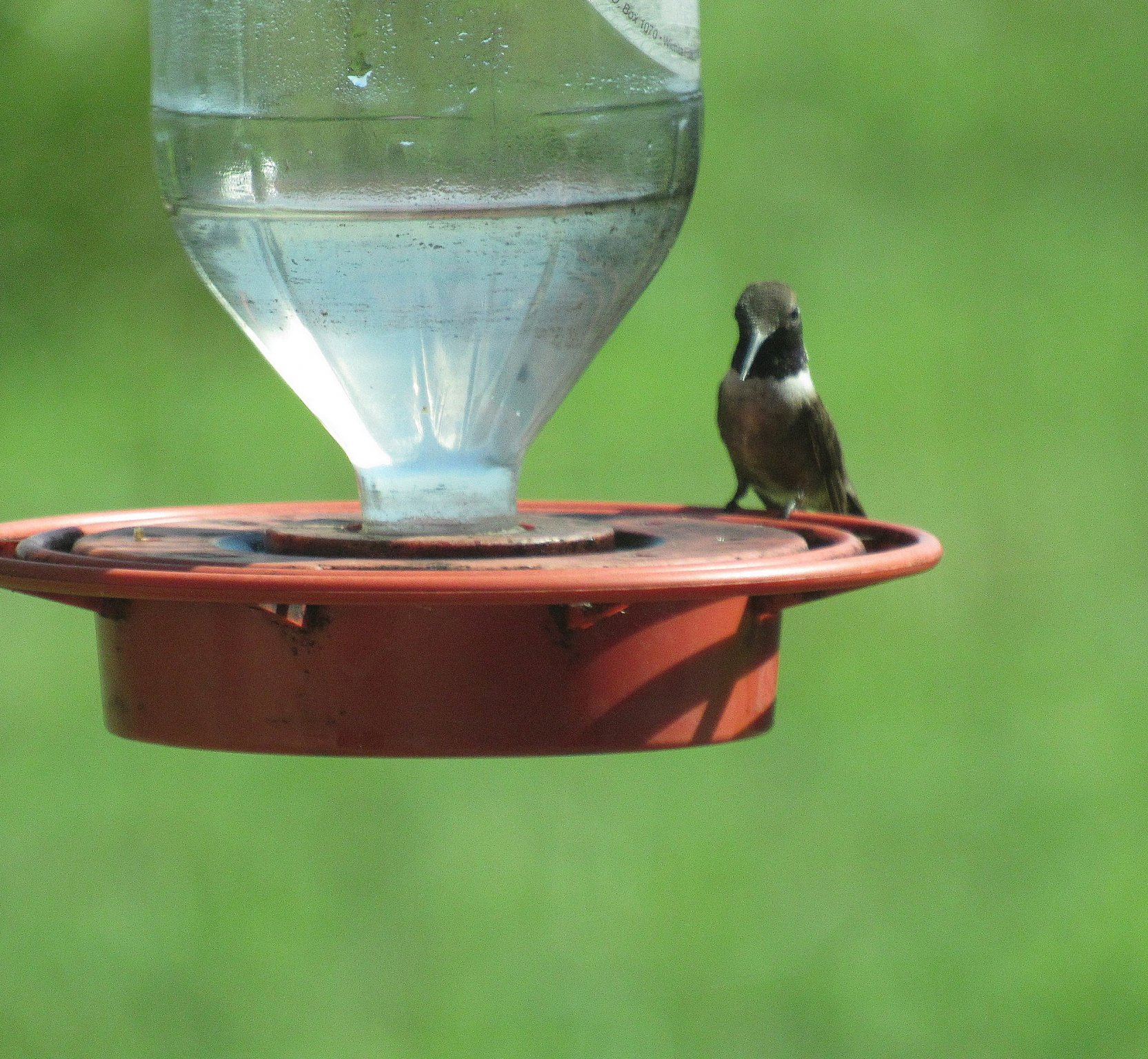 Hummer Black-chinned 6.jpg