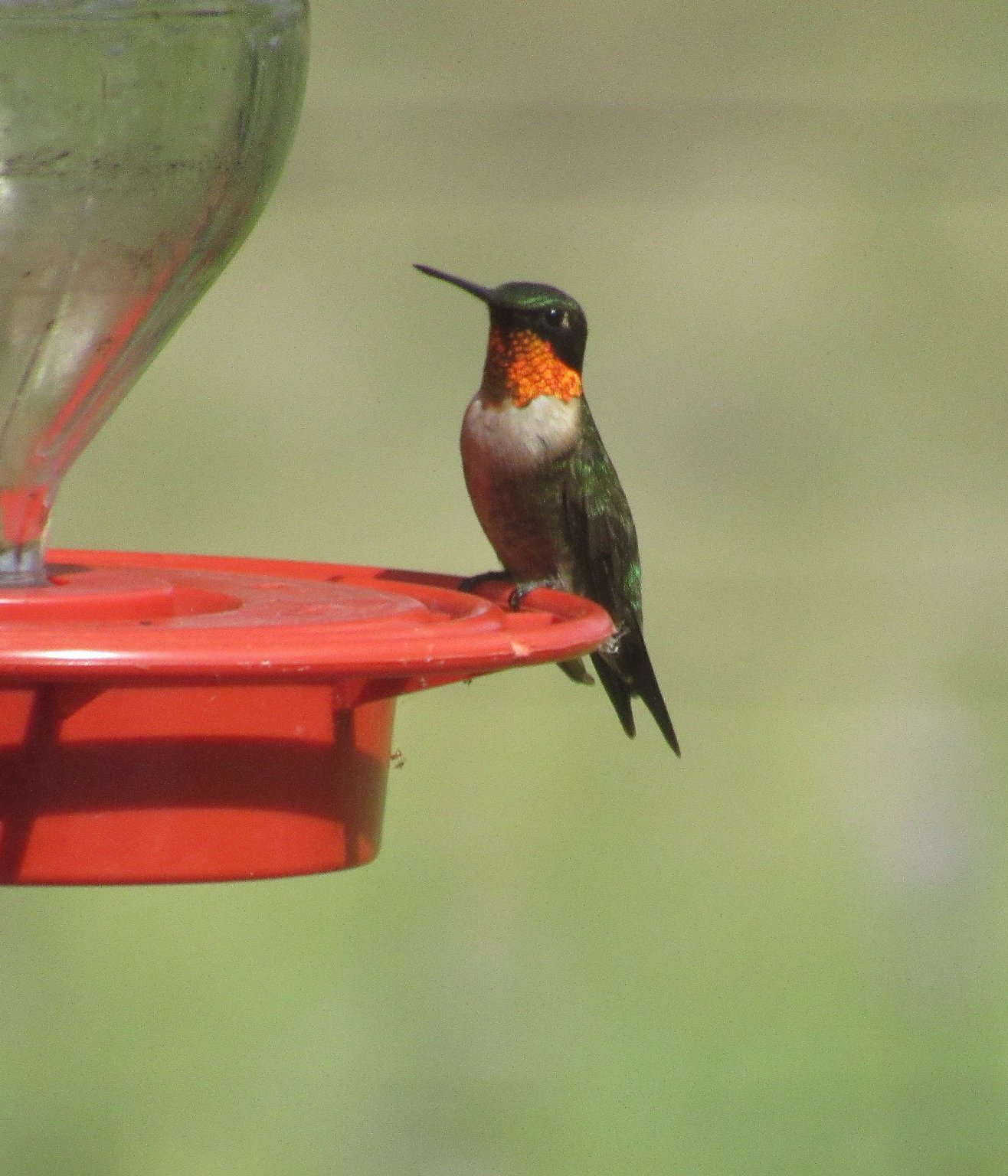 Hummer i.jpg