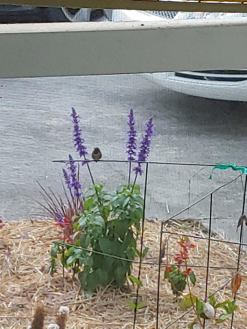Hummer.jpg