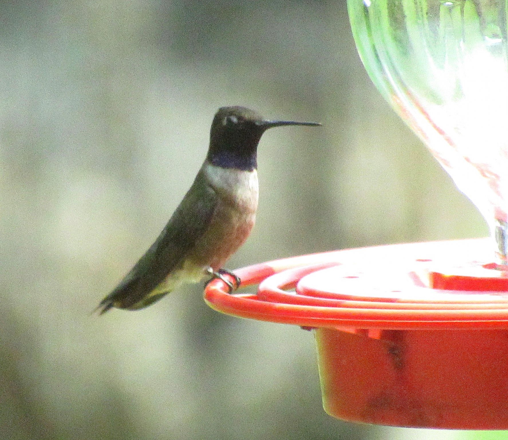 Hummer.jpg
