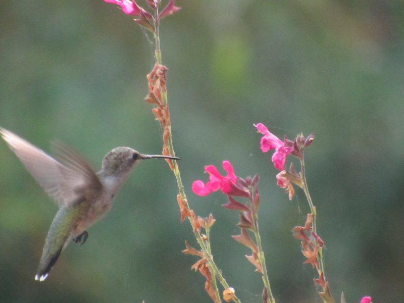 hummer on Tropical Sage.jpg