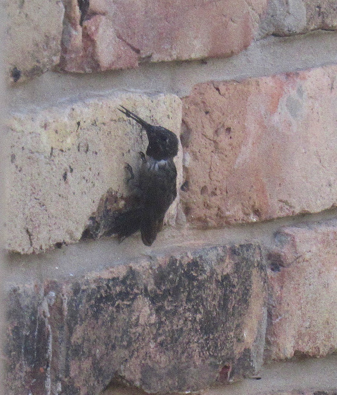 Hummer on Wall a.jpg