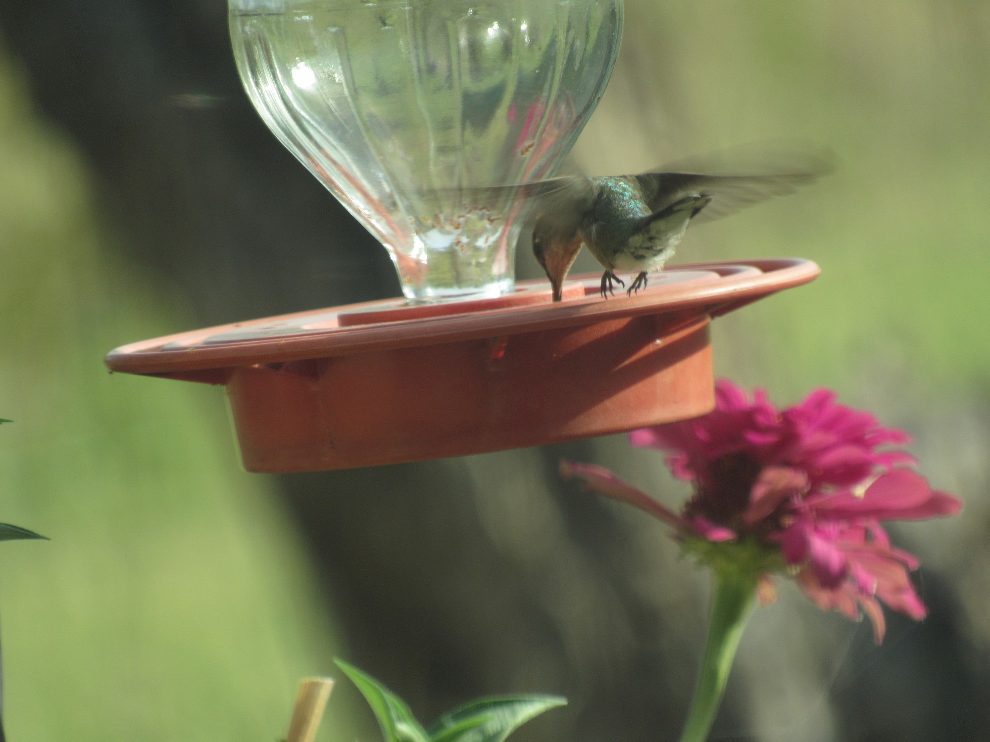 hummer with wings.jpg
