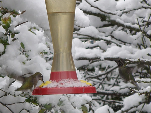 hummers in snow.jpg