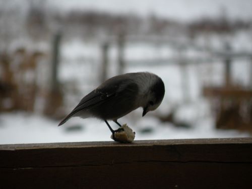 Hungry jay.jpg