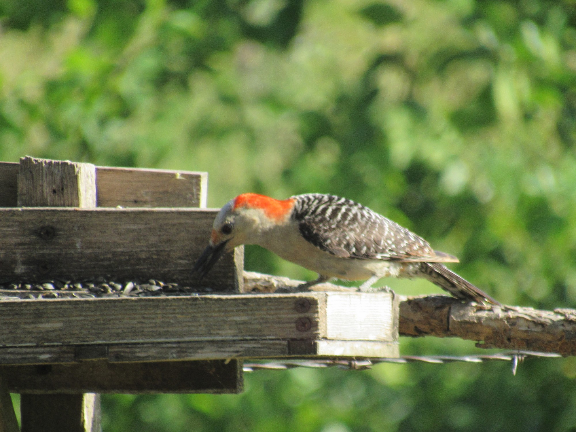 hungry woodpecker.jpg