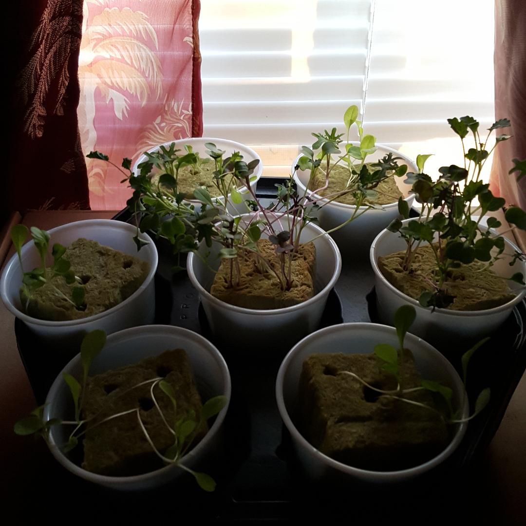Hydroponics Kale & Lettuce..(sowed 12-27-17).jpg